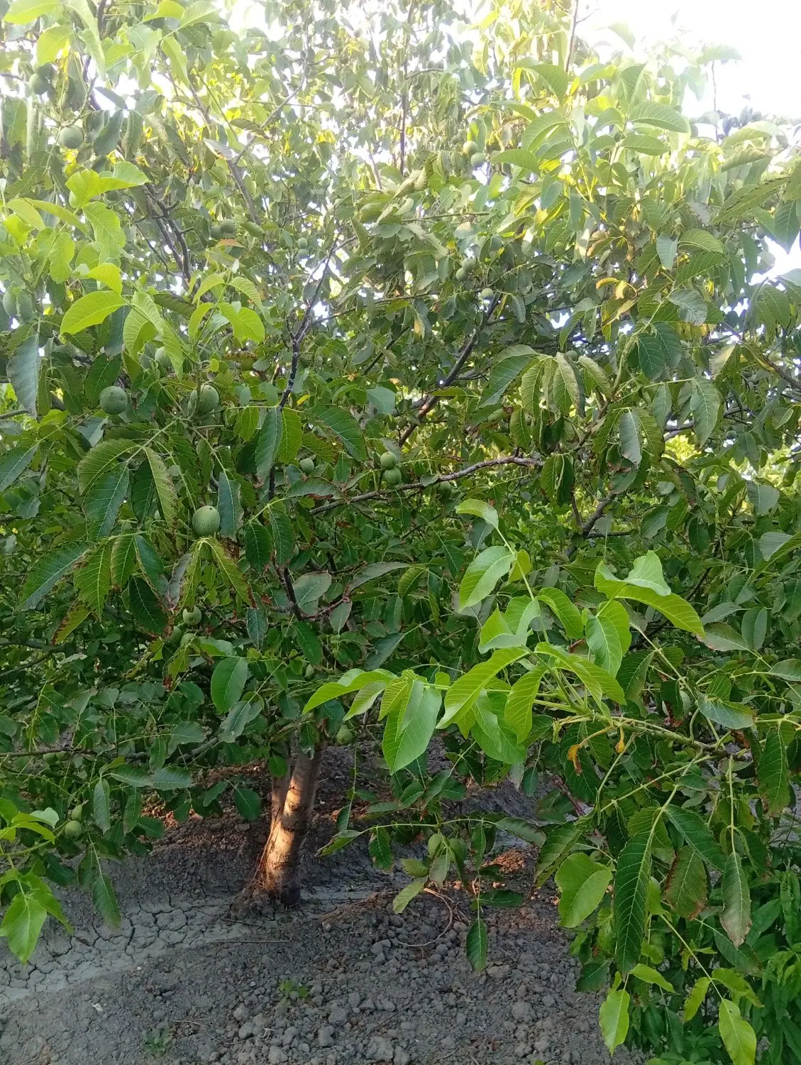 فروش باغ وباغچه