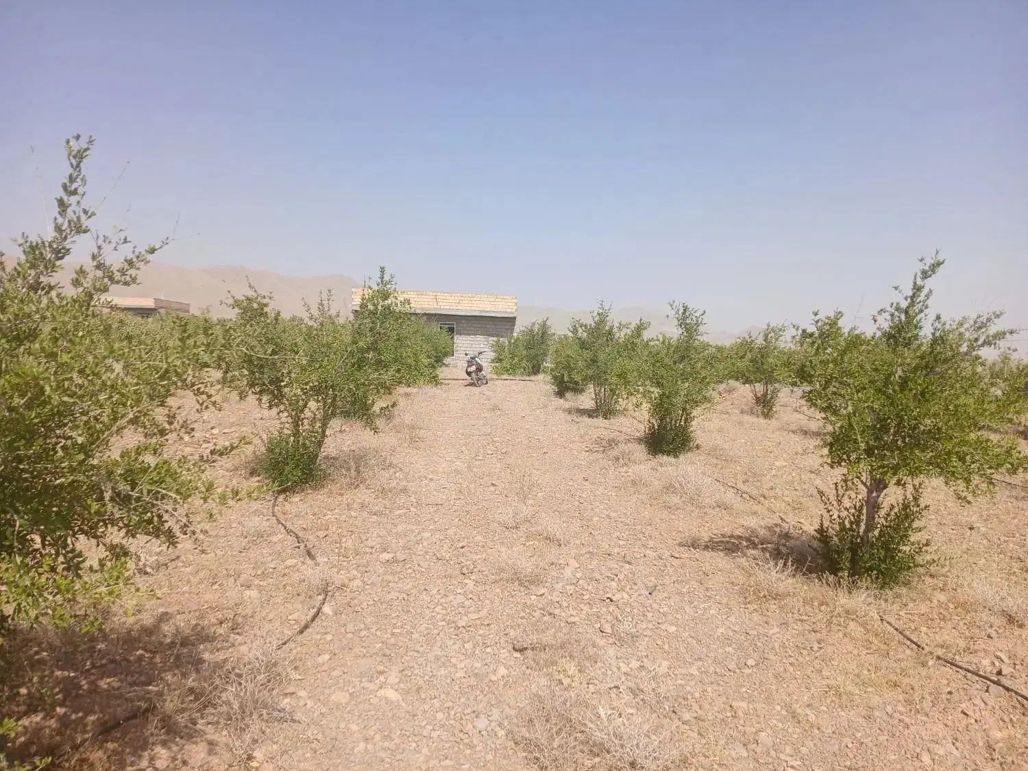باغ