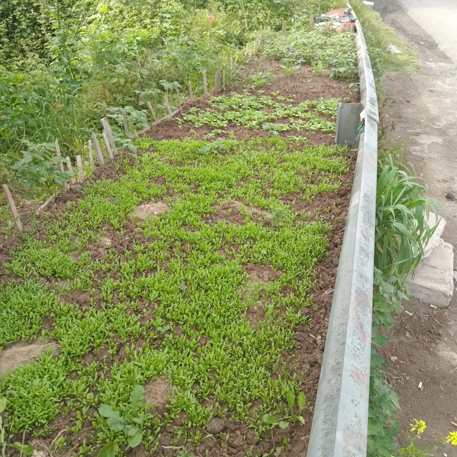فروش  زمین  مسکونی در روستای خوش آب و هوا