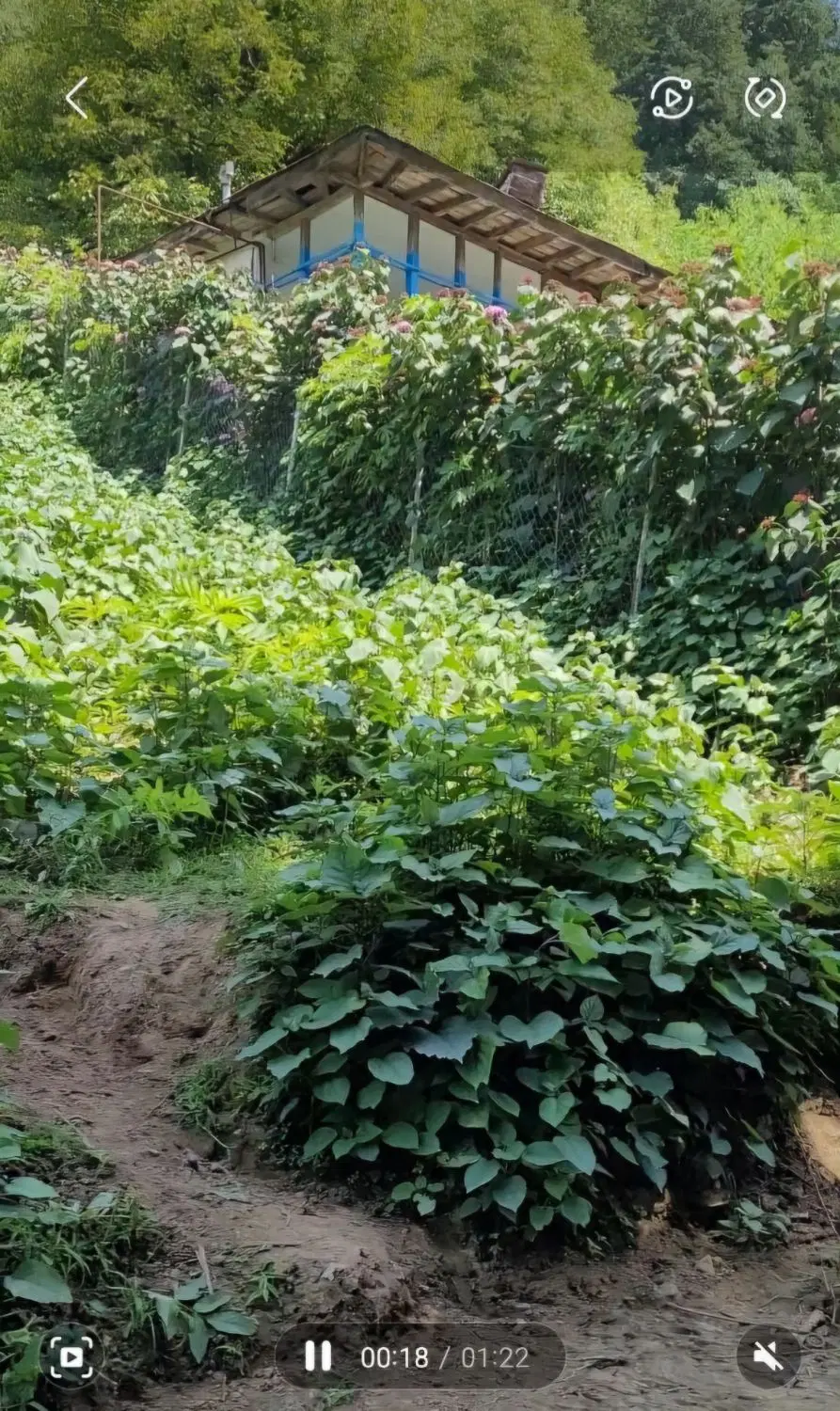 زمین کوه پایه ای سیاهکل دیلمان