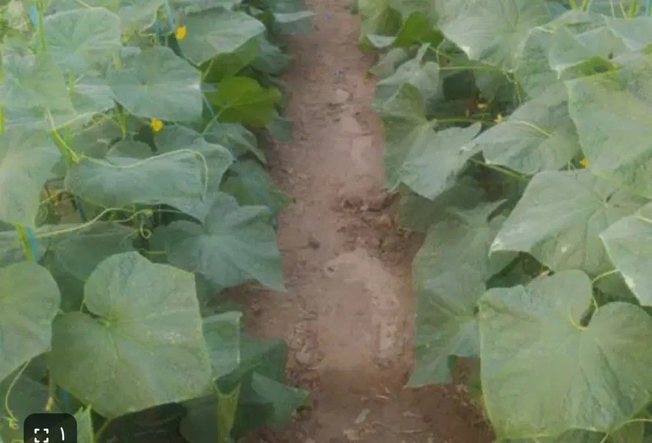 گلخانه برا اجاره
