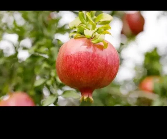 باغ در آقدره برکه