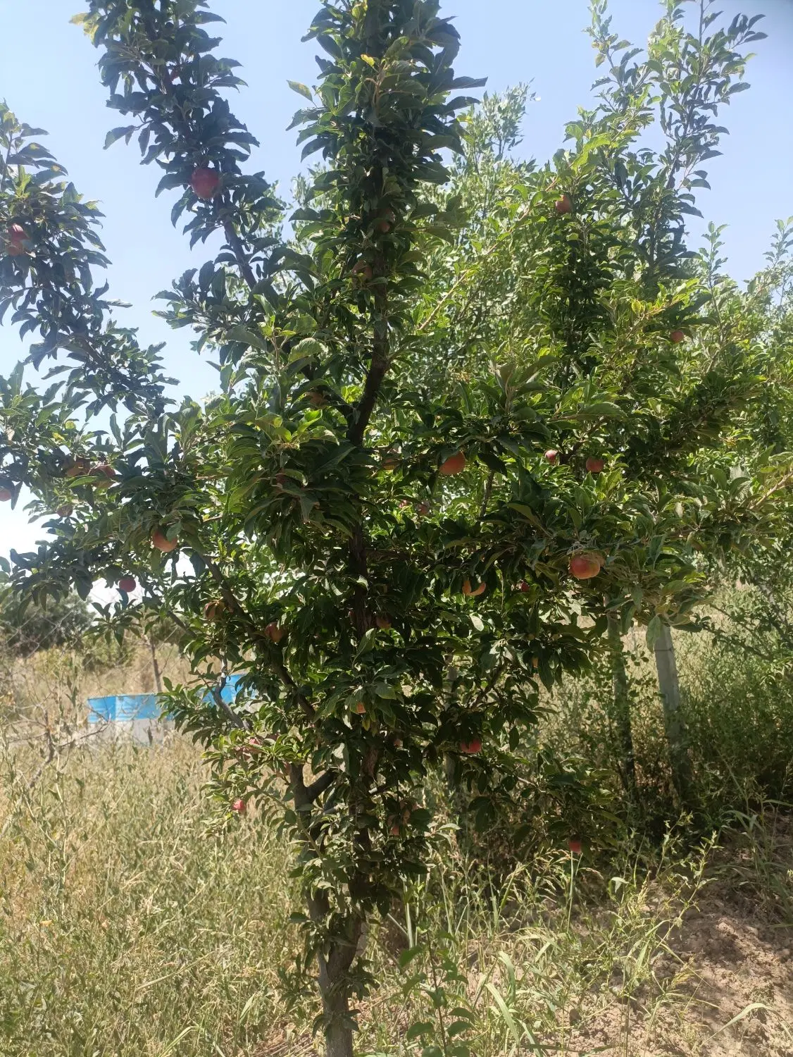 باغ و باغچه
