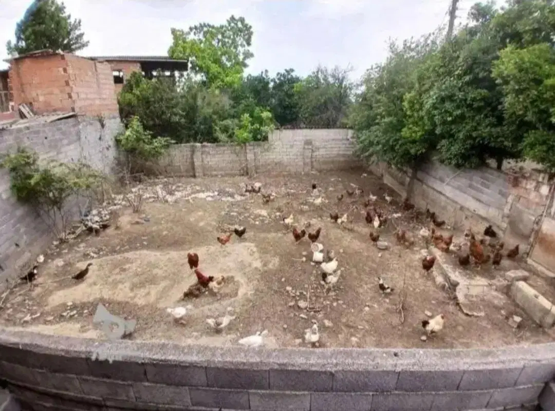 زمین مسکونی ۲۰۰متری در قائمشهر
