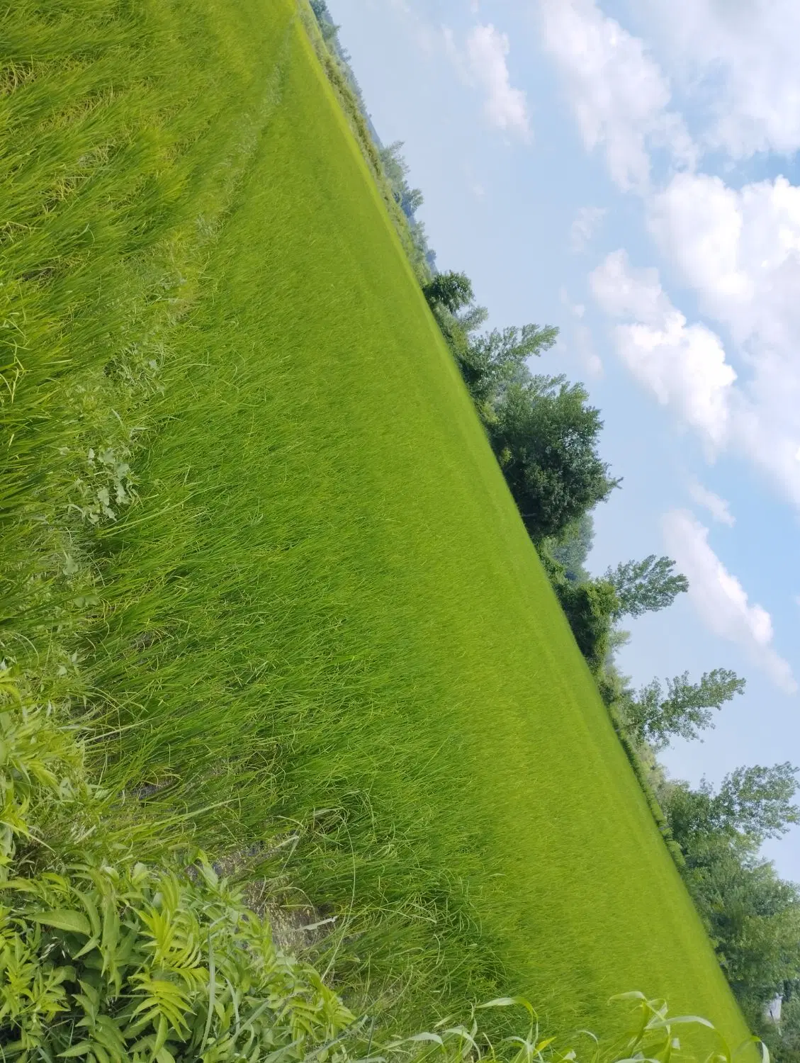 زمین کشاورزی شالیزار