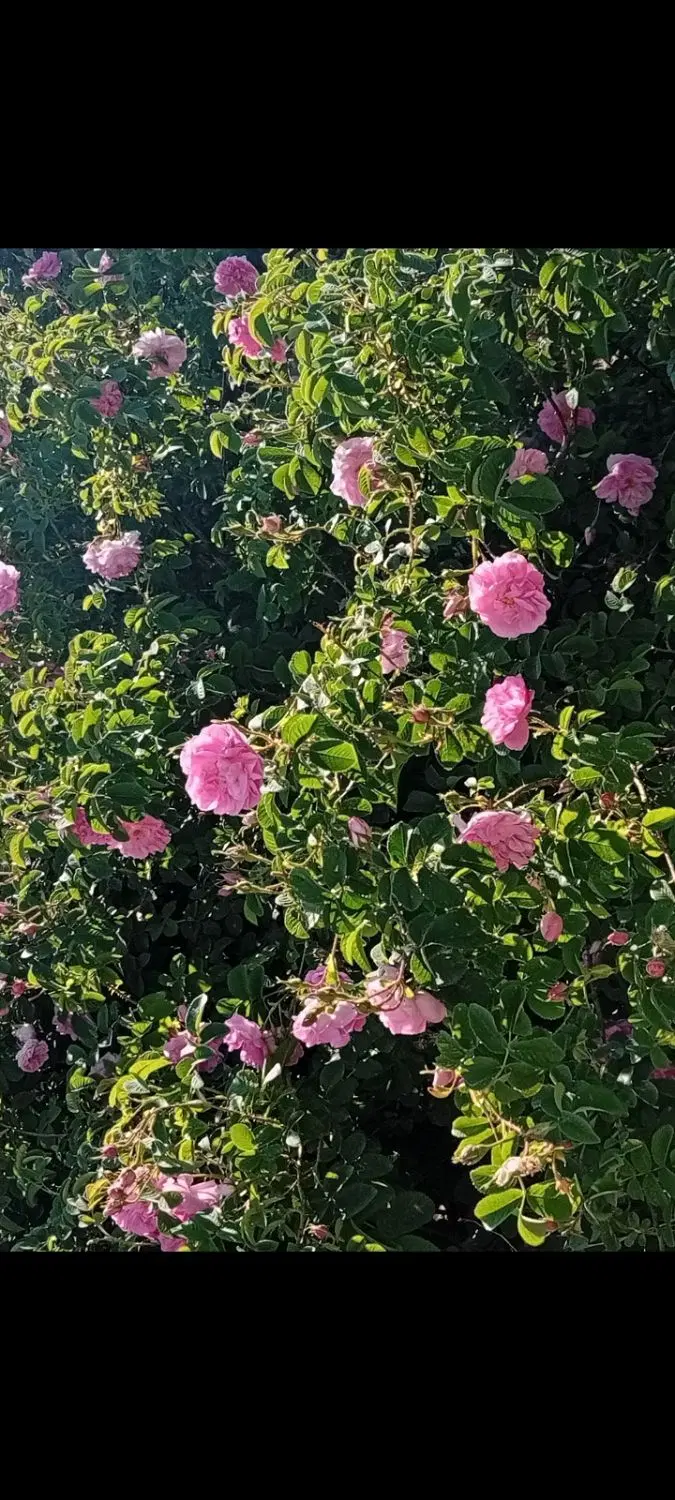 باغچه 1280متری اتوبان ساوه بغل سیلواذر