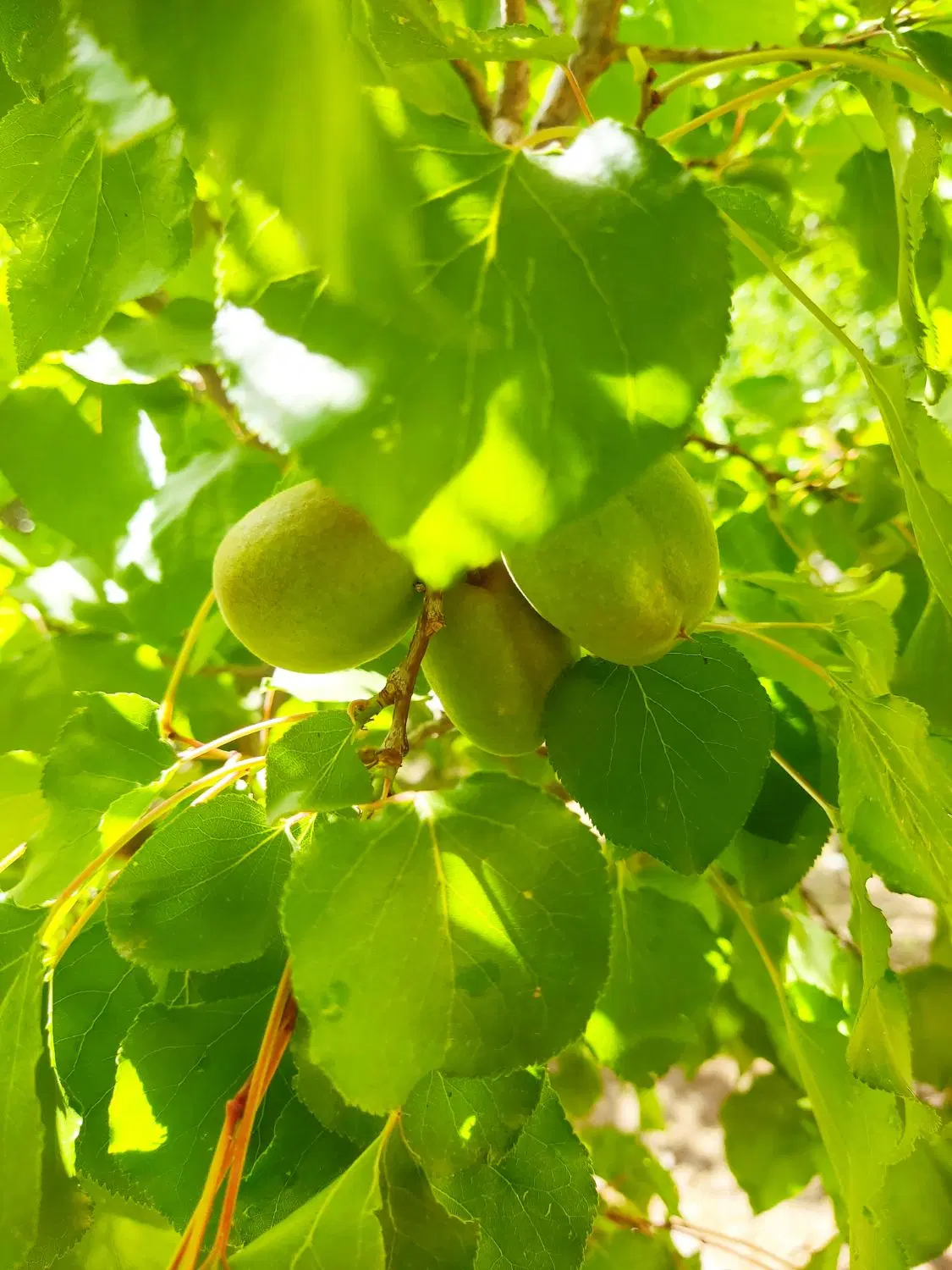 خونه باغ کهن سیاه