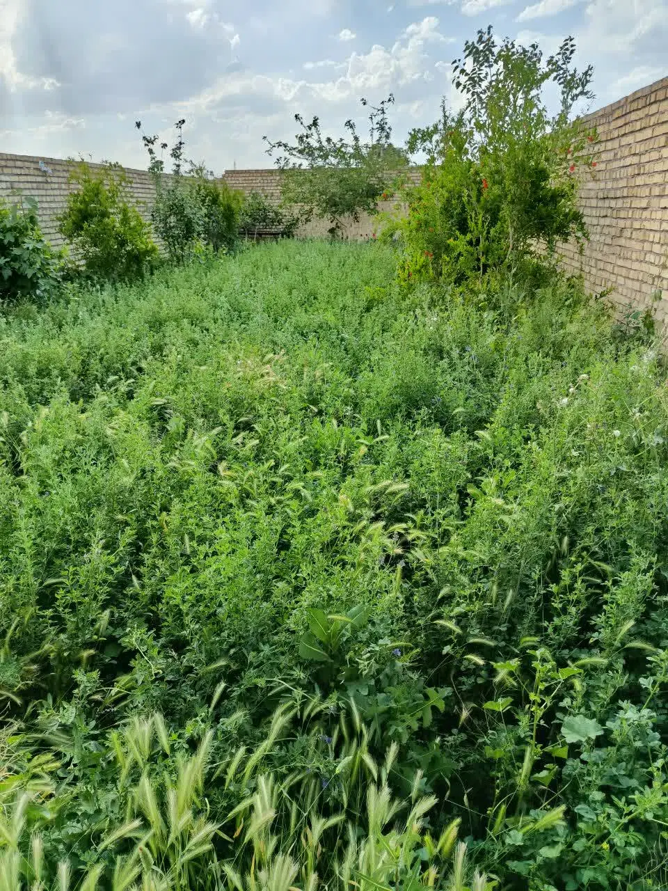 زمین