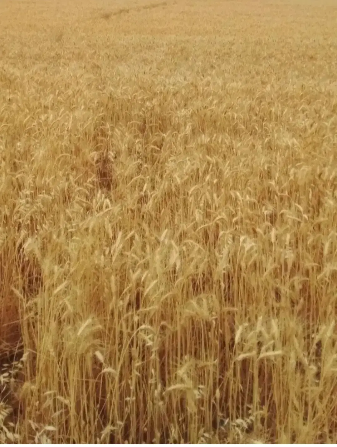 زمین کشاورزی