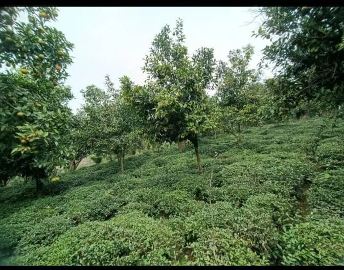 5060متر باغ چای و مرکبات