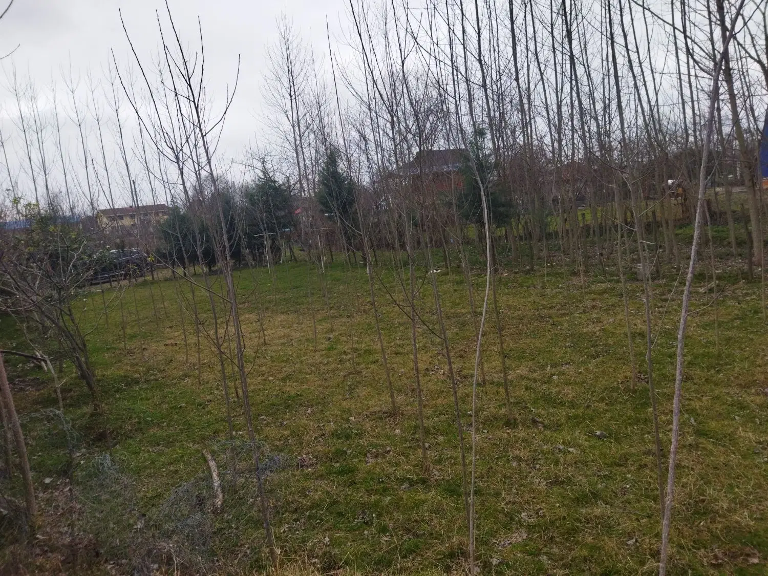 فروش زمین  مسکونی در چاله سرا شاندرمن ، ماسال
