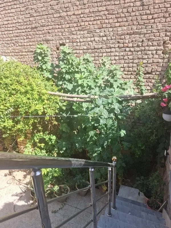خانه اجاره ای زنبیل آباد