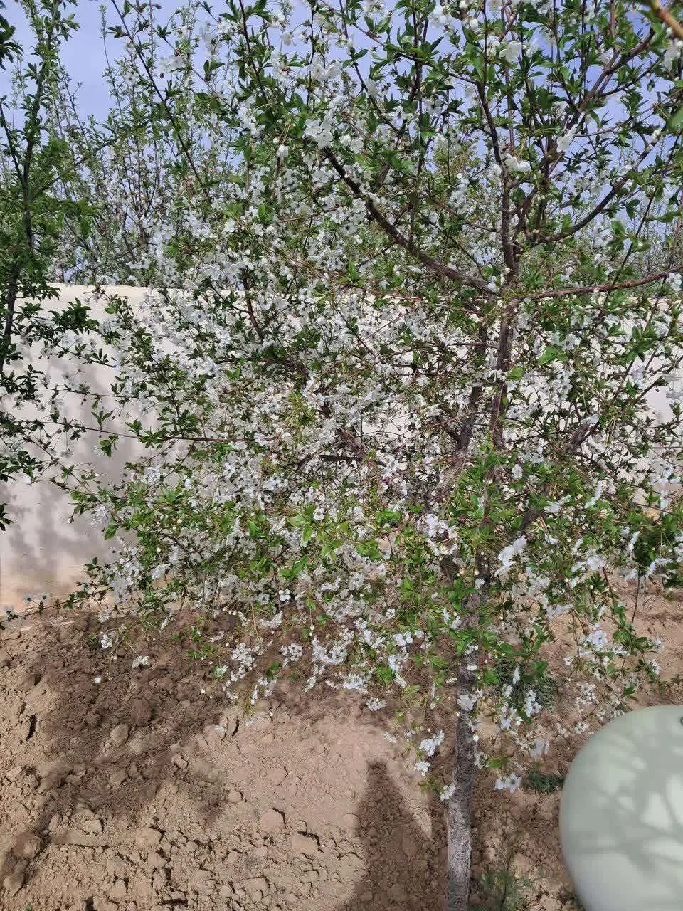 فروش زمین کشاورزی