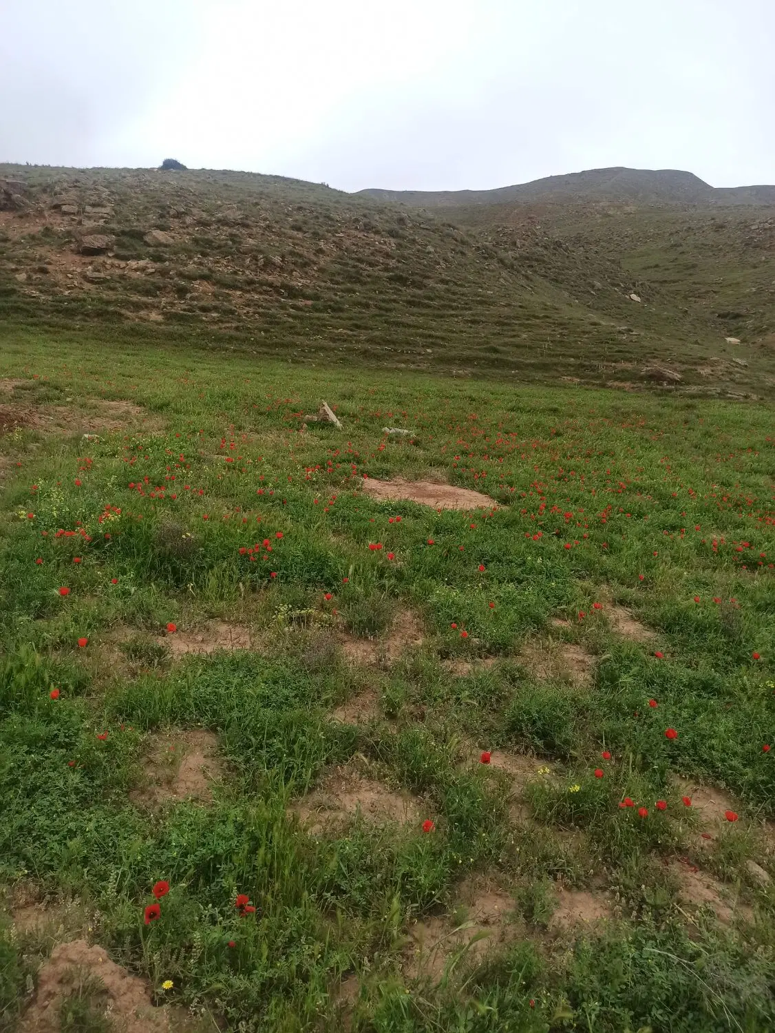 زمین در ارپادرسی