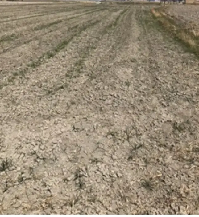 زمین کشاورزی صحرا کرکوند