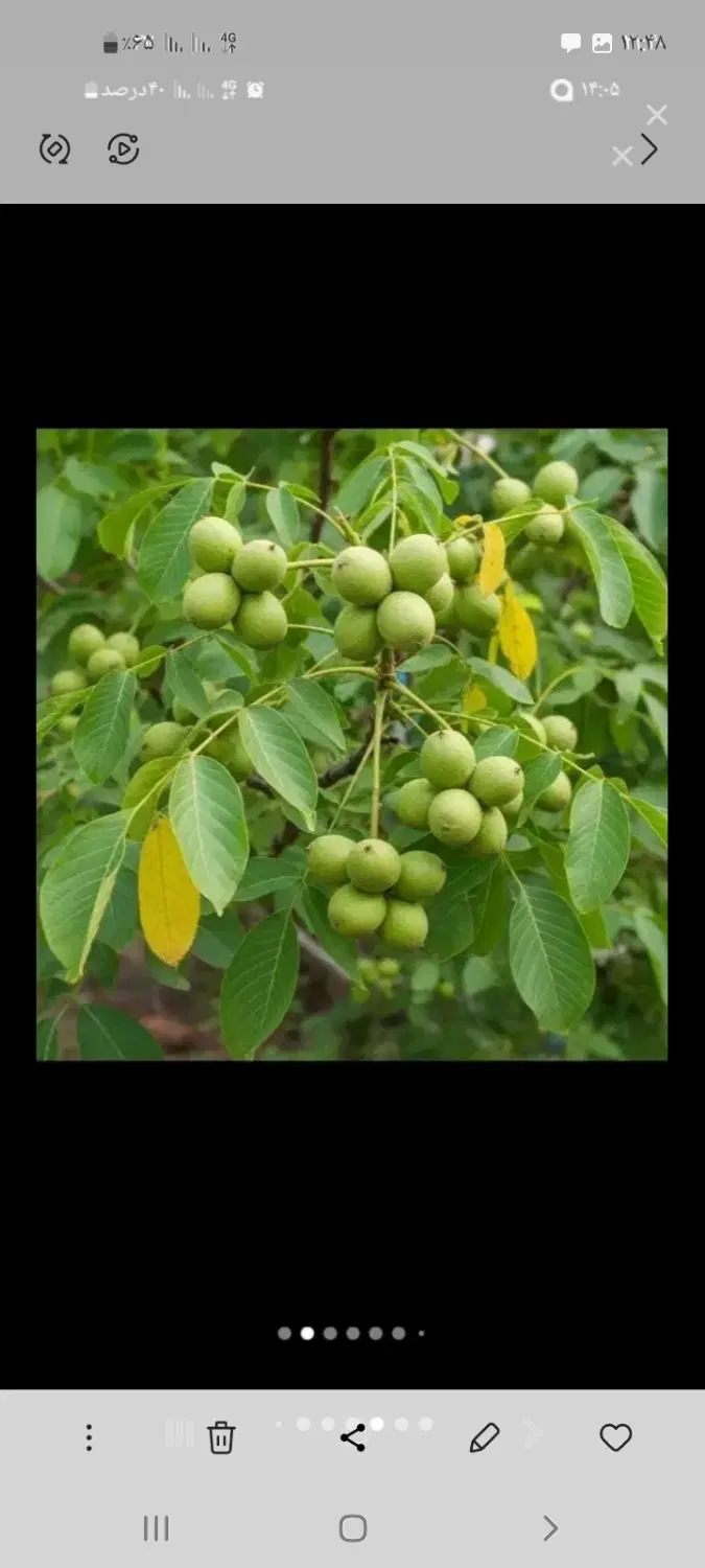 اجاره  باغ   گردو   بجنورد و حومه