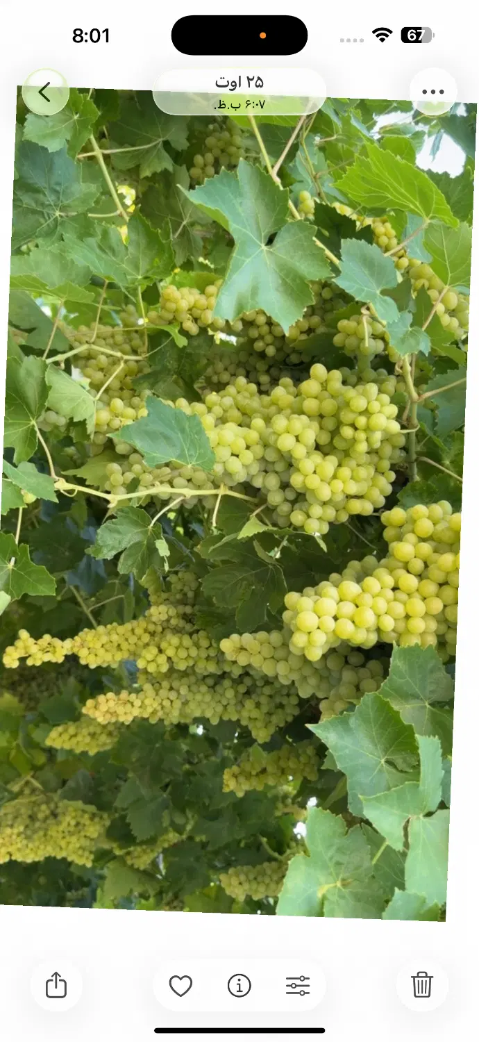 اجاره باغ انگور