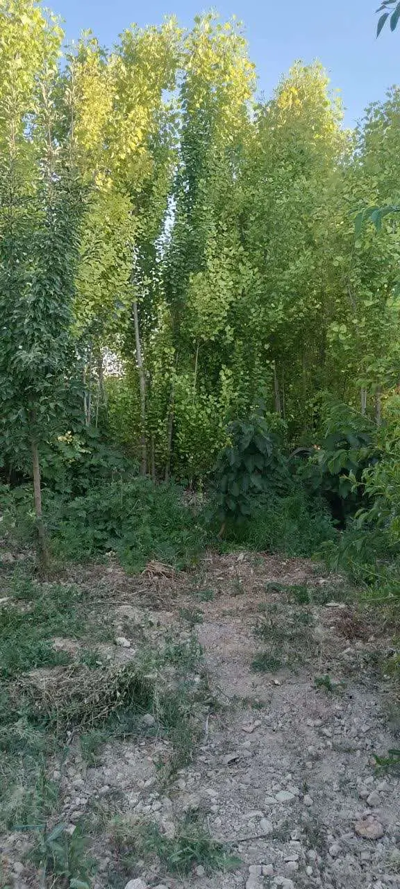 باغچه شهرک تماشا معاوضه با خودرو یا ملک