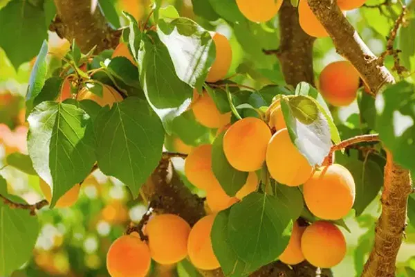 باغ با درختان زیر بار