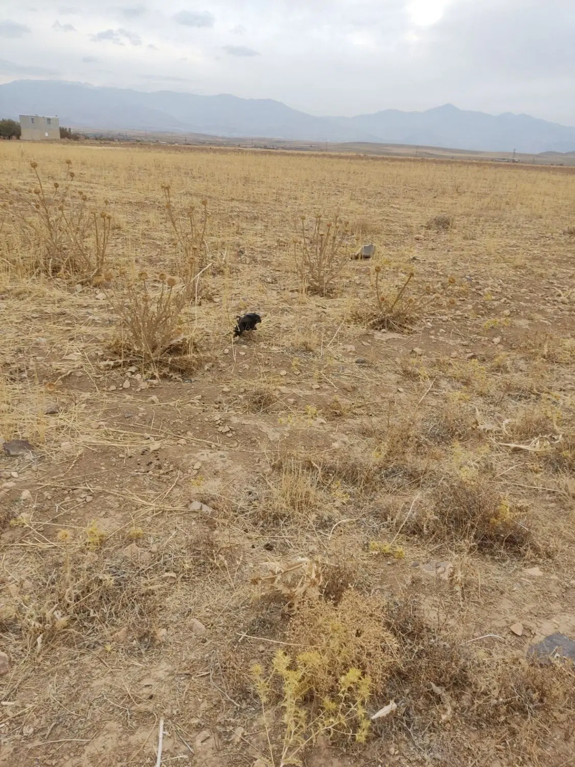 زمین زراعی