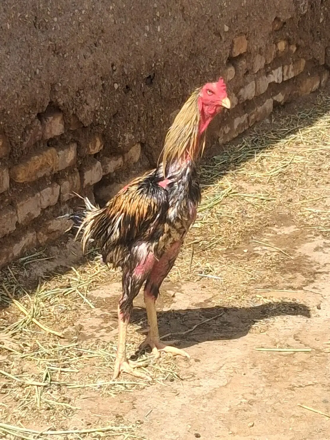 اجاره دامداری