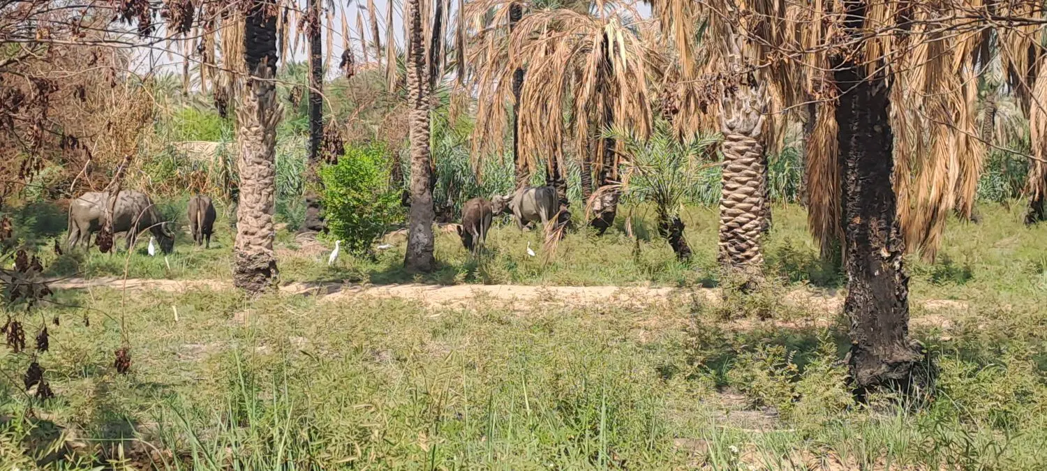 فروش زمین نخلستان