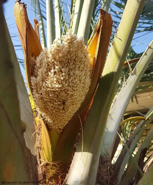 فروش زمین مسکونی بروات میدان زاهدی فوری
