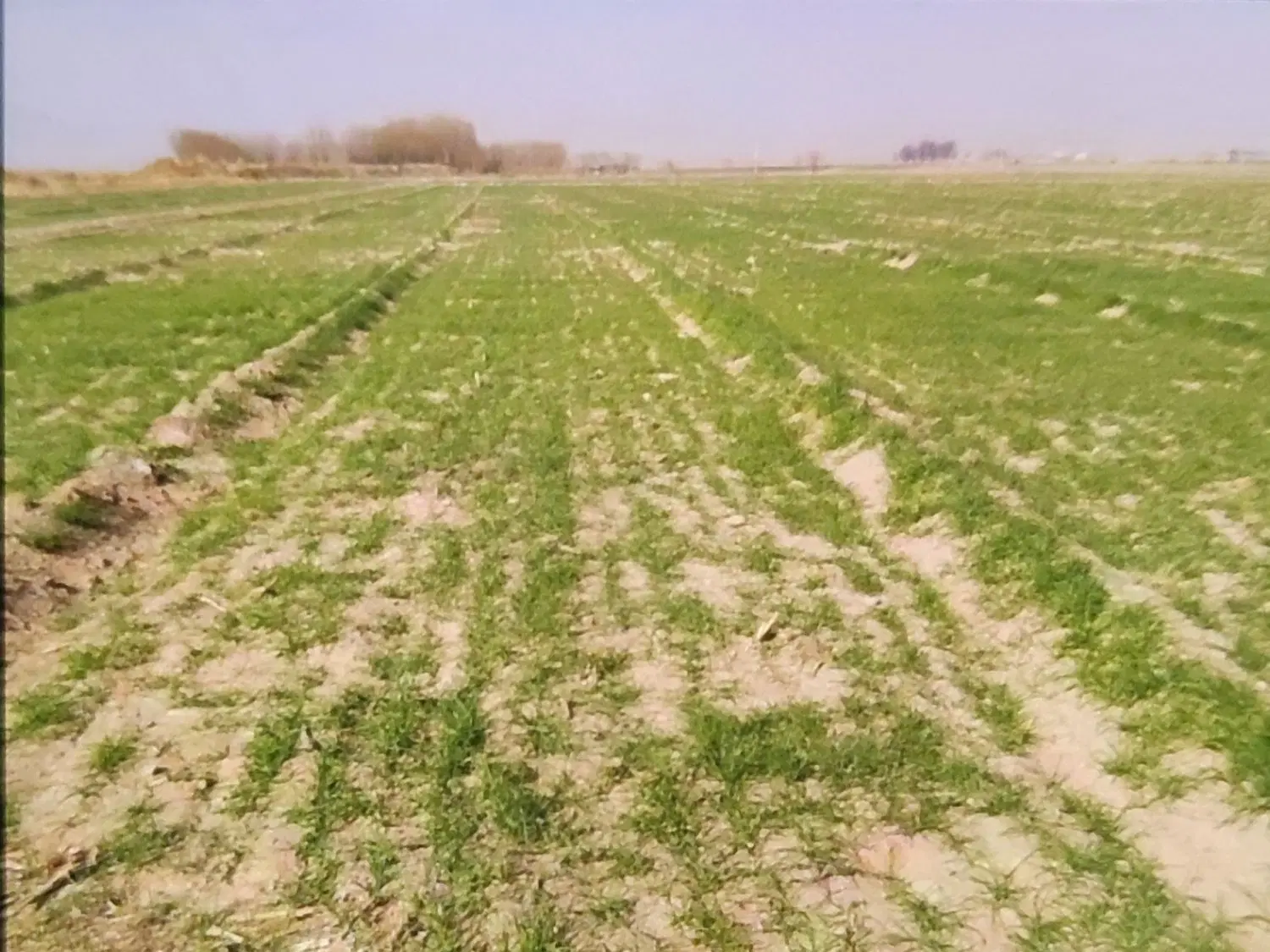 زمین عبدل آباد کوهپایه
