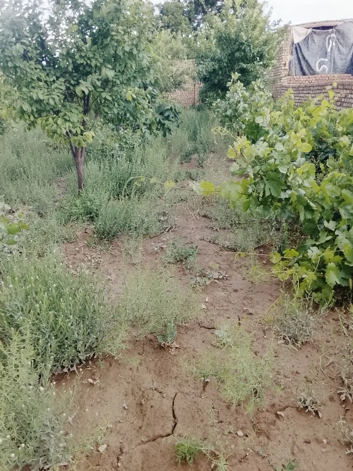 زمین مسکونی و باغ
