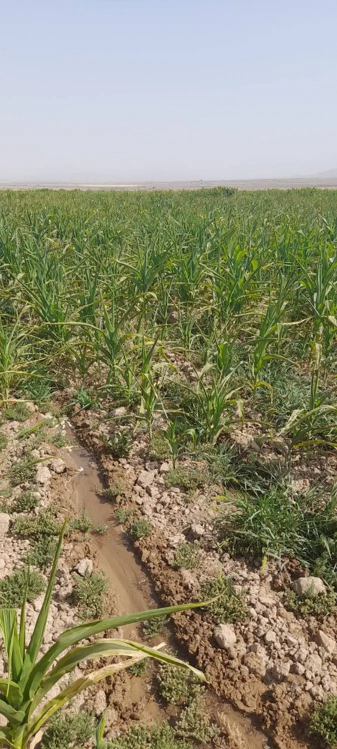 اجاره زمین کشاورزی