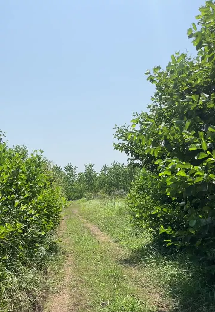 زمین 300 متری نزدیک به دریا