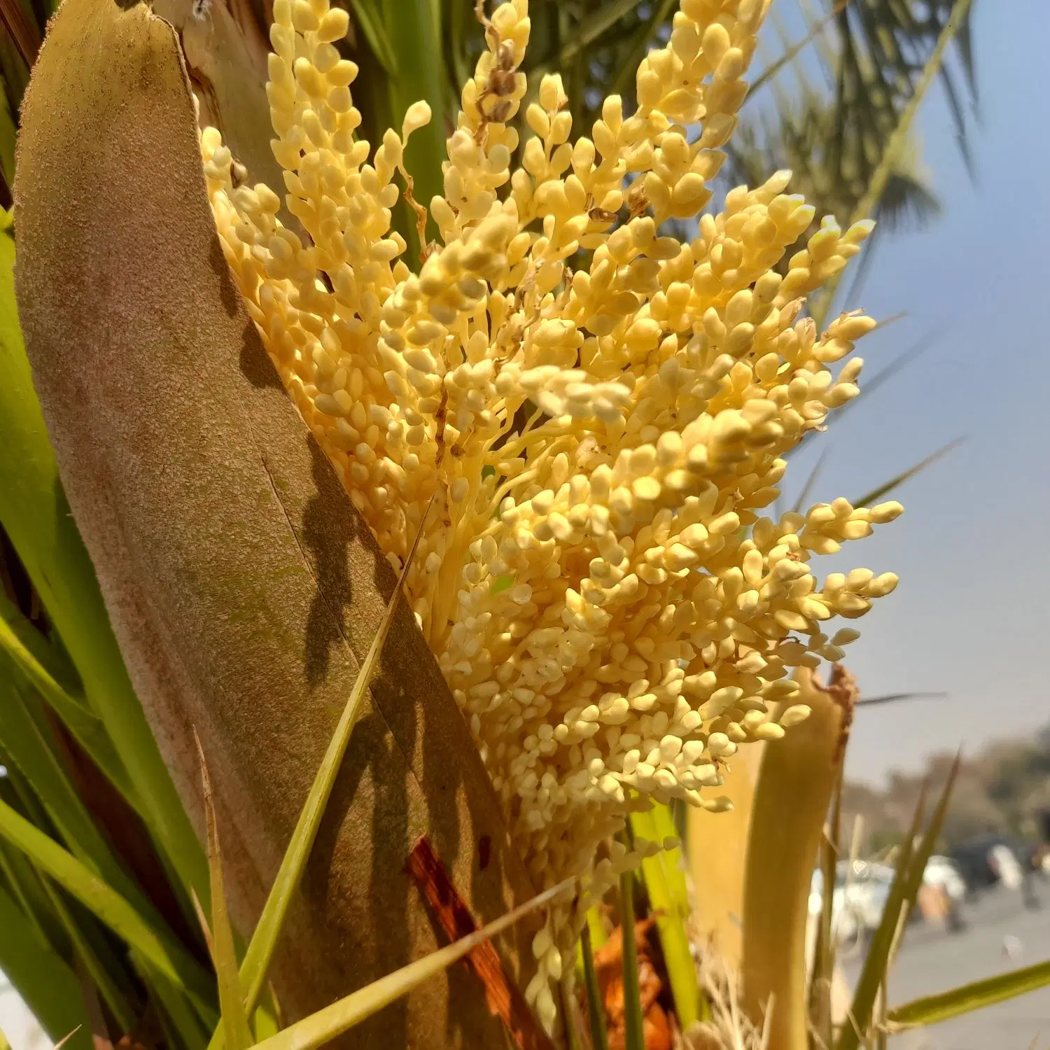 زمین