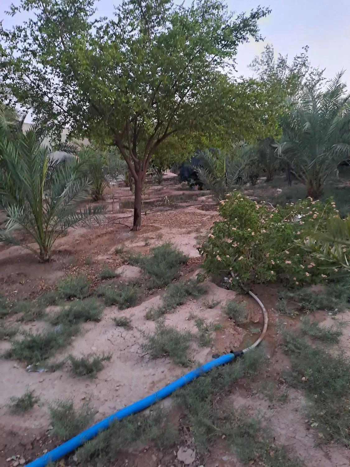 دو قطعه زمین