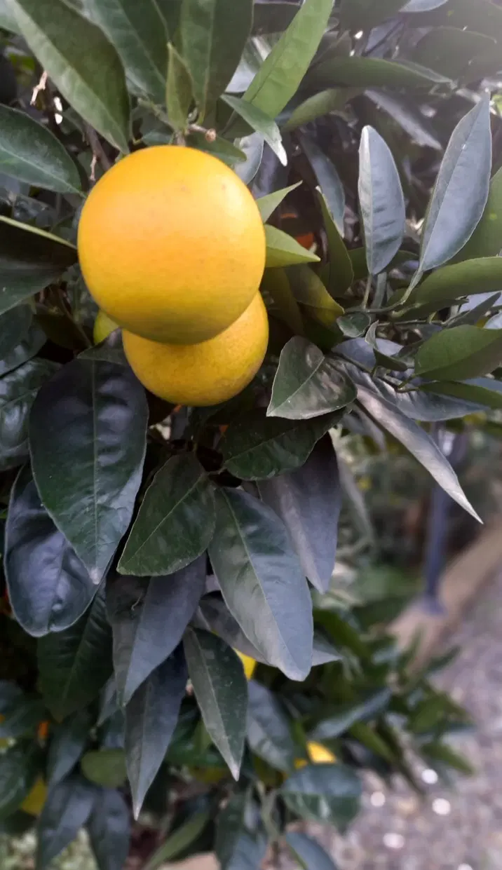 فروش ۱۴ هکتار زمین باغی یکپارچه در شرق گیلان