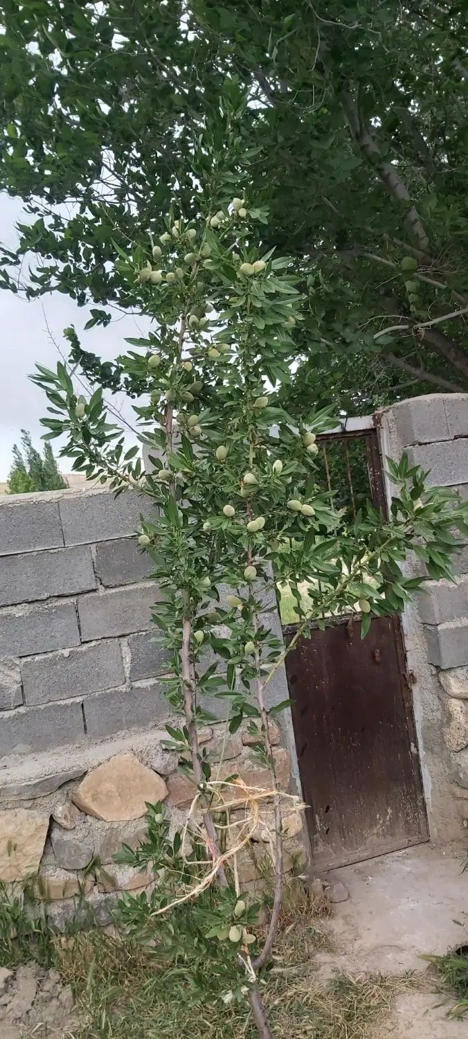 باغ فروشی یوسفخان ویلا نقلی