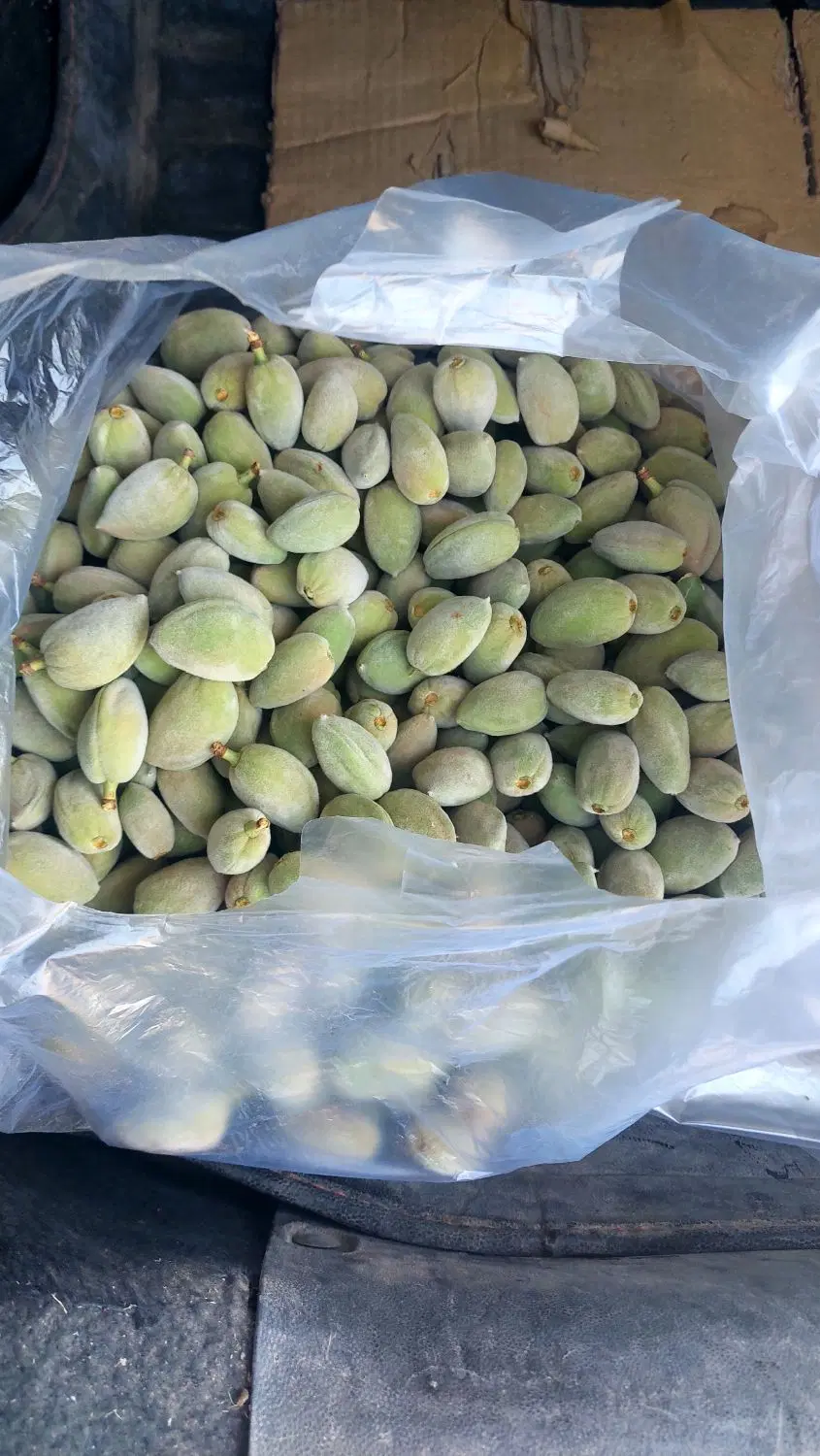 باغ بادام