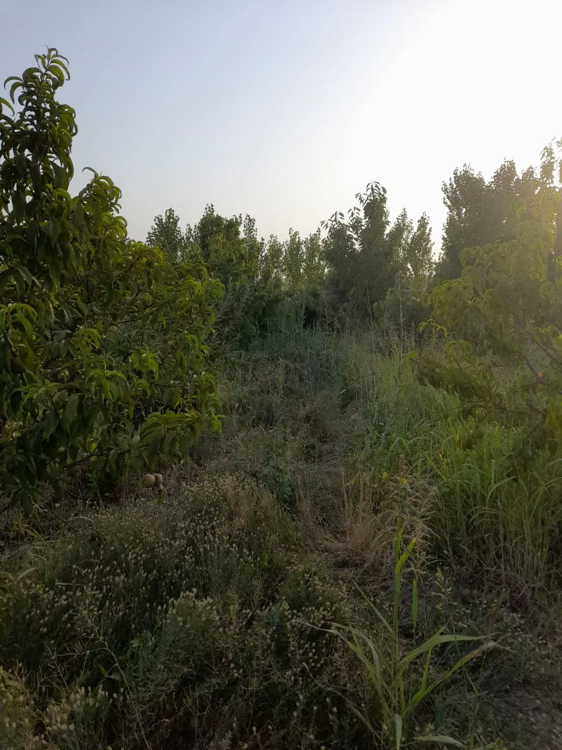 باغچه