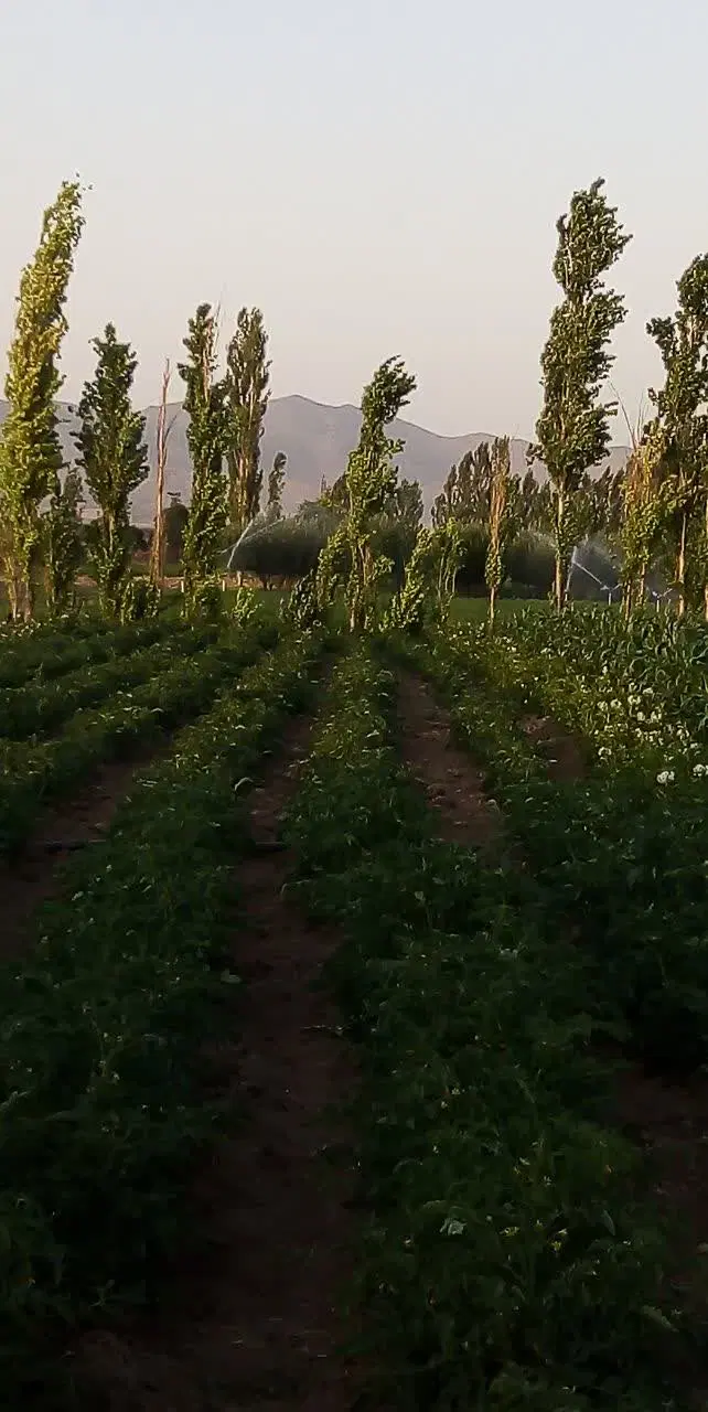 زمین باغی