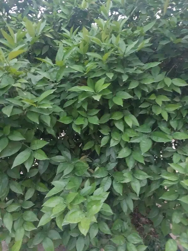 باغچه ۱۶۰۰ متری شمس آباد