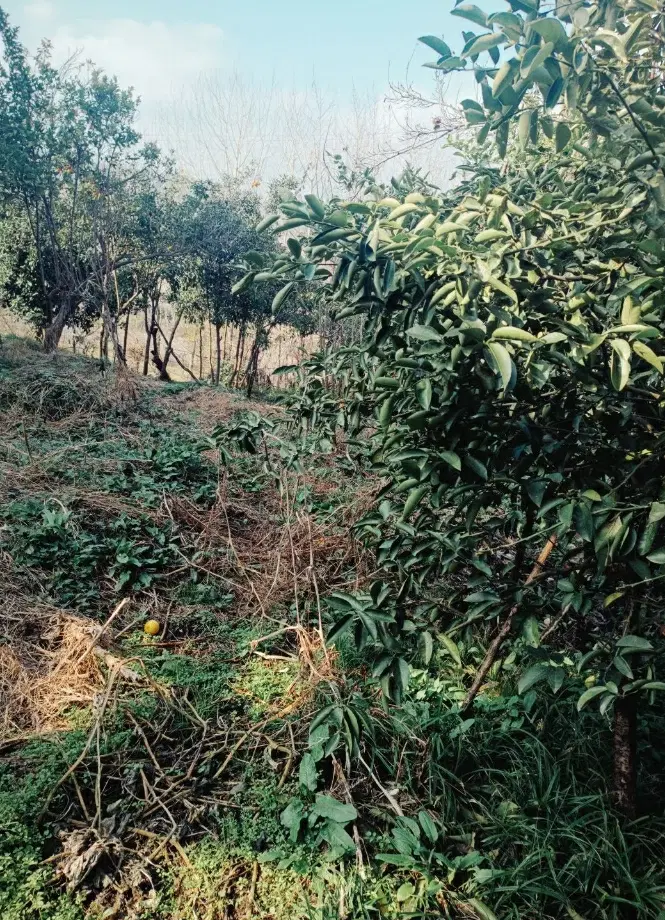 زمین مسکونی