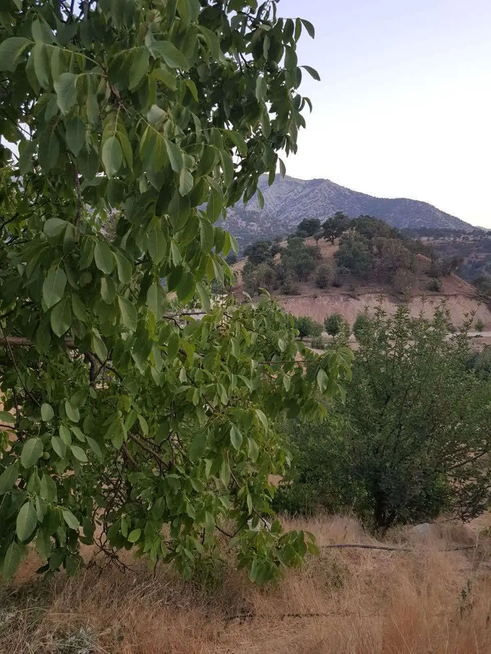 ۷۵۰ متر زمین باغ  با چشم انداز رودخانه جهت ویلا