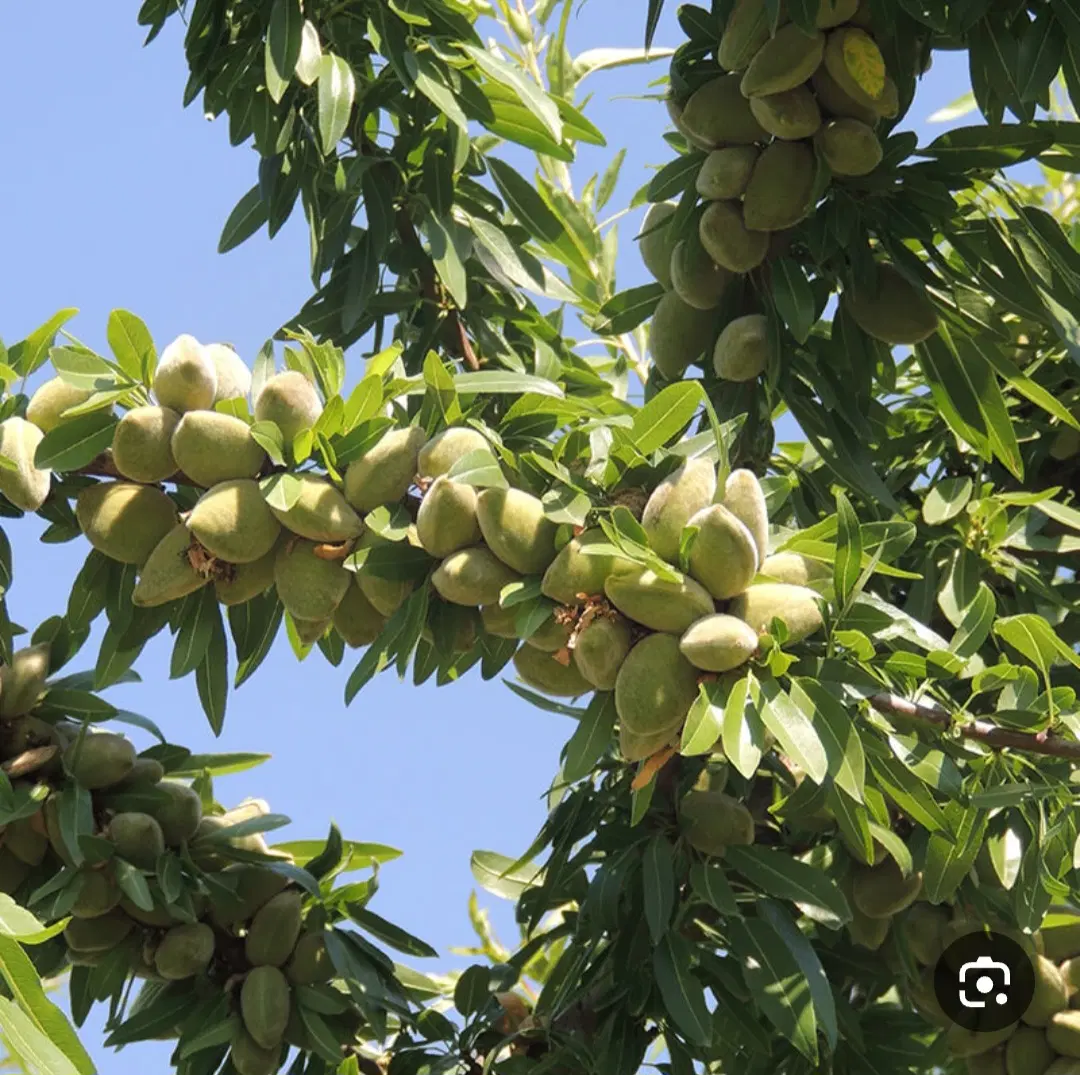 باغ بادام درجه یک زیربار