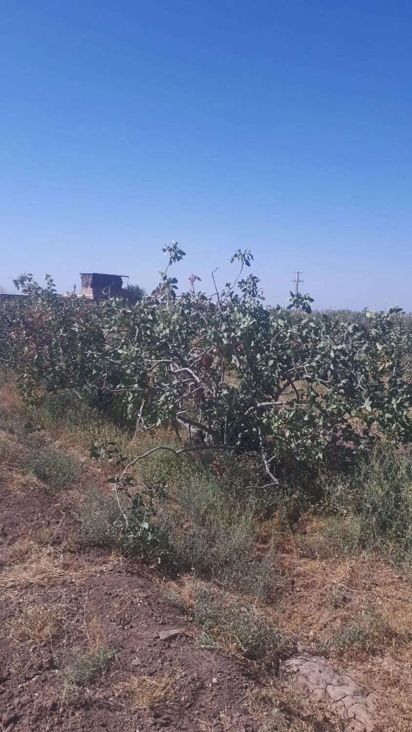 باغ پسته ورودی شهر کرمان سندتک برگ ششدانگ ملک