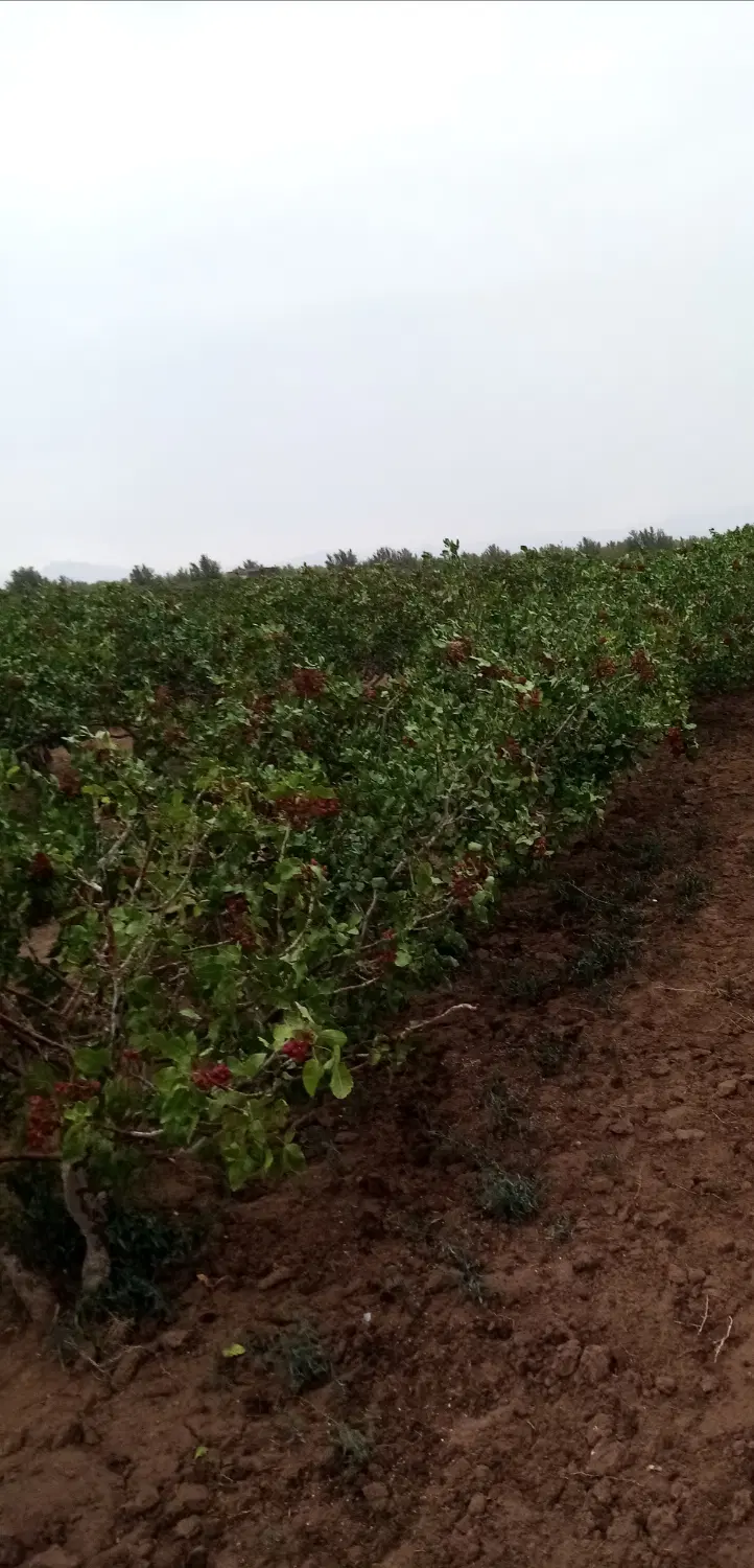 فروش زمین کشاورزی پسته