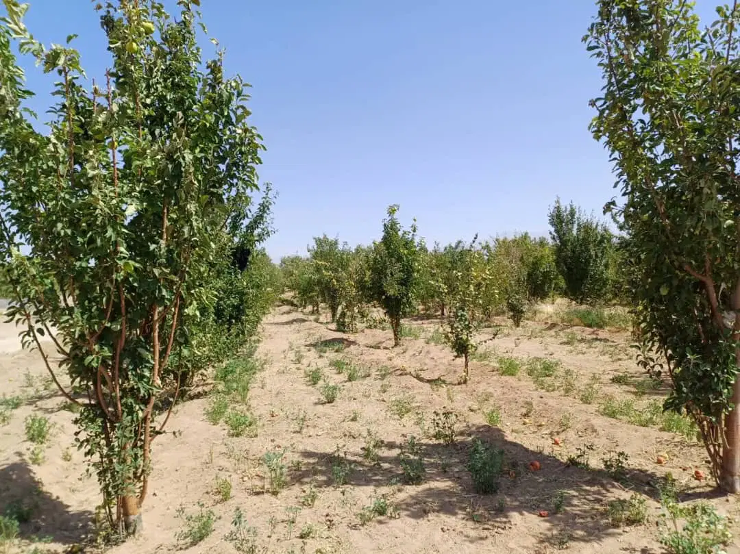 باغ میوه و پسته ارنان