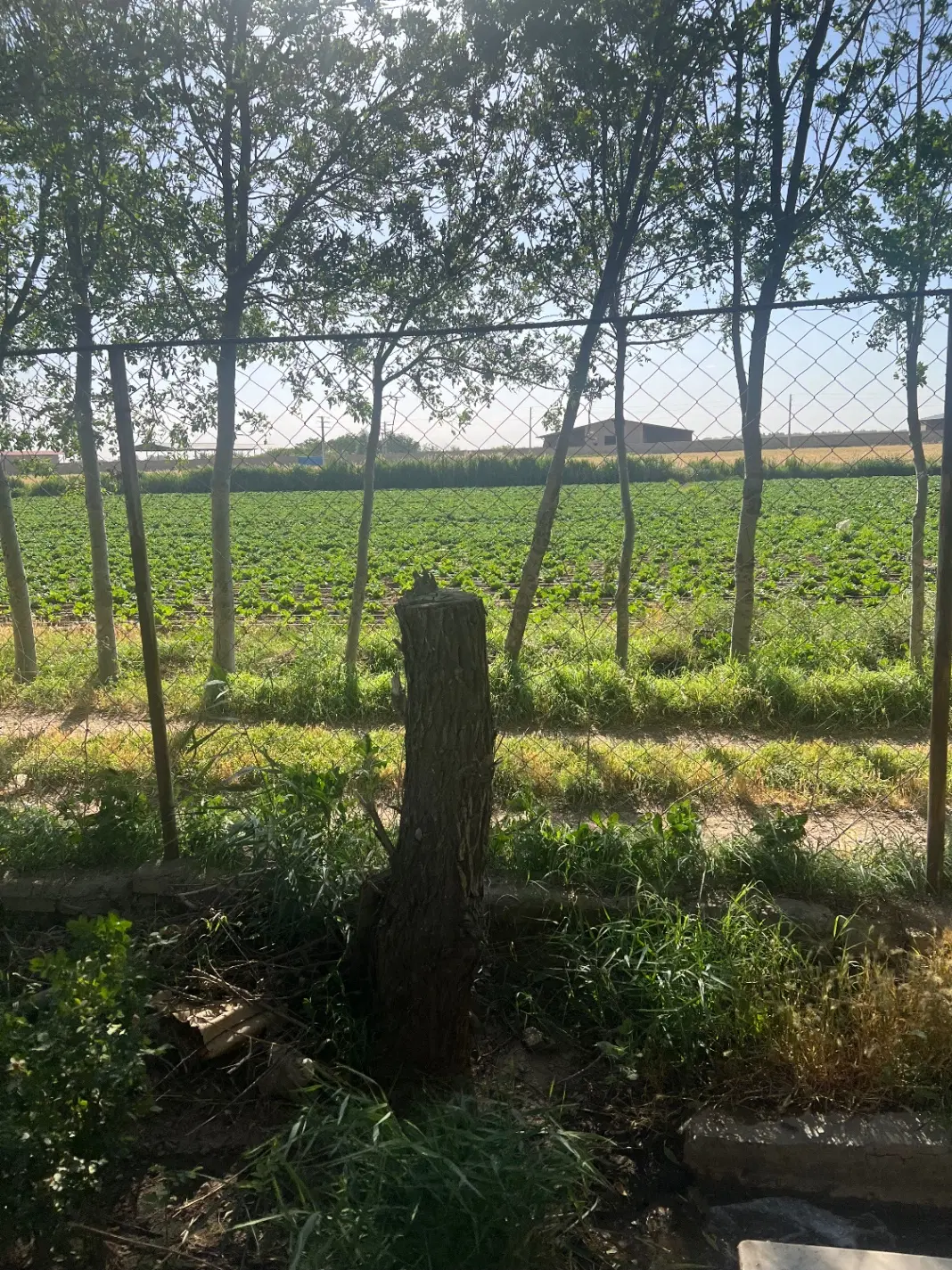زمین کشاورزی