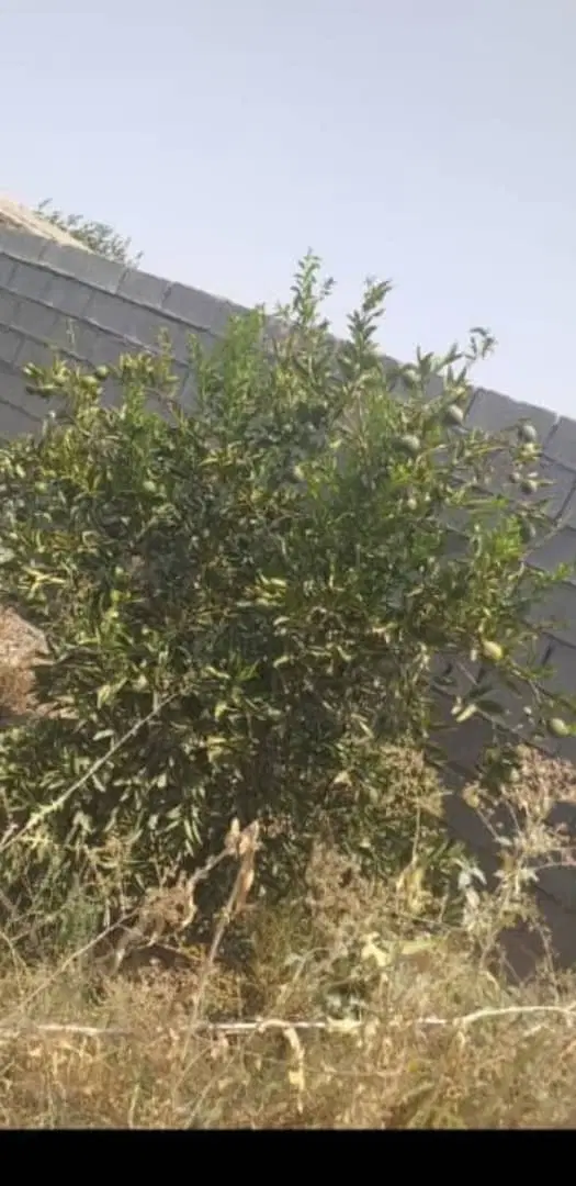باغچه 1150متری ،چمگلک
