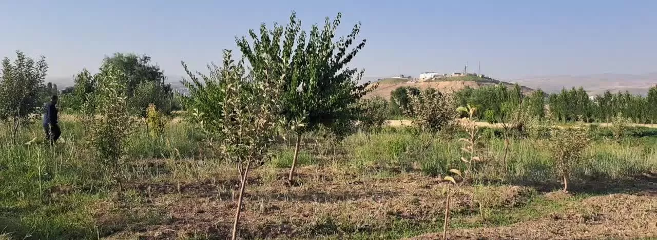 باغ