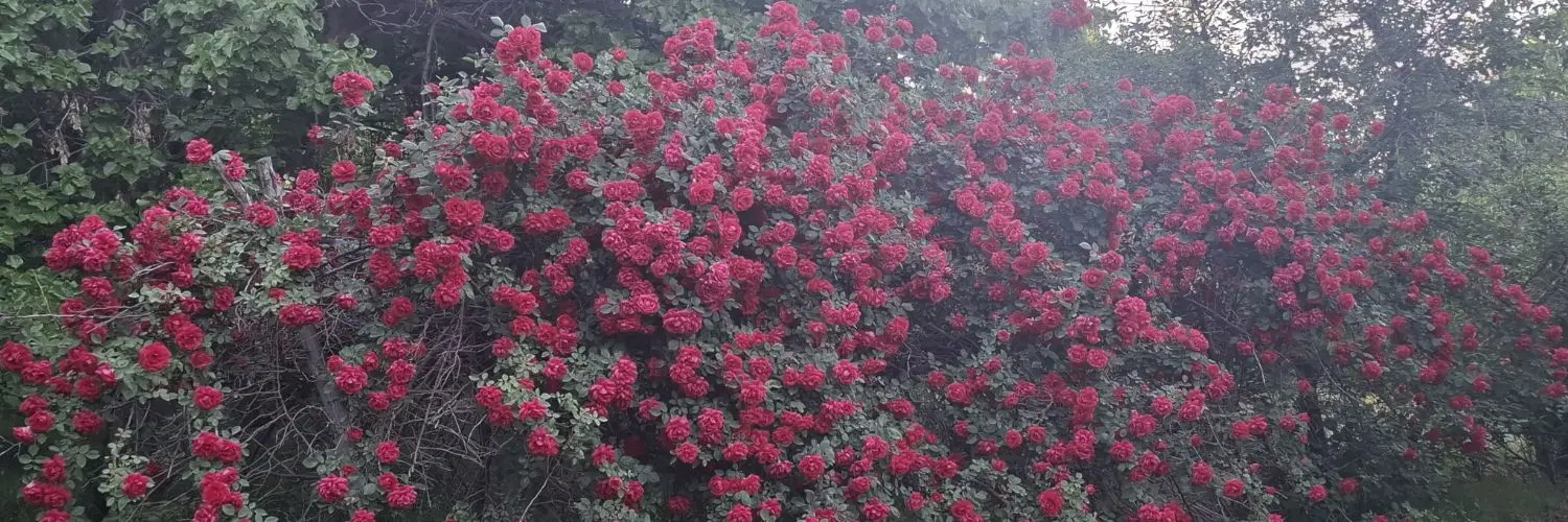 ۱۴۰۰۰متر باغ با بنا در خوشنام