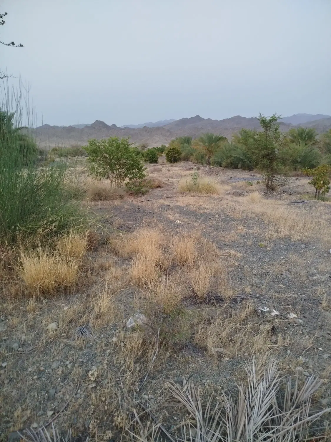 بارگاه روبه رو 115کنار اتوبان کهنوج بندر